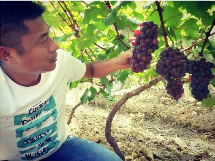 北塔区陈家桥乡：“红色引擎”助力乡村美丽蝶变