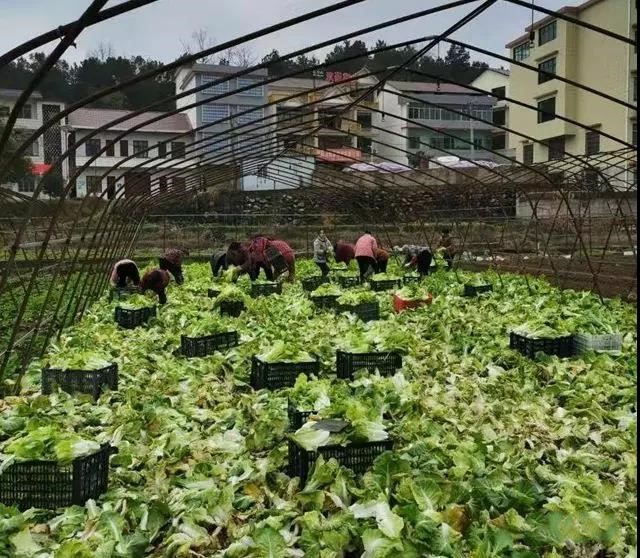 我区主动请缨保证市区市场蔬菜供应
