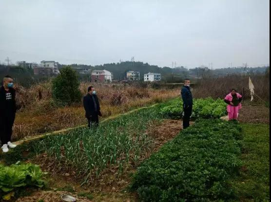 蔬菜滞销烦心事 帮扶干部忙解困
