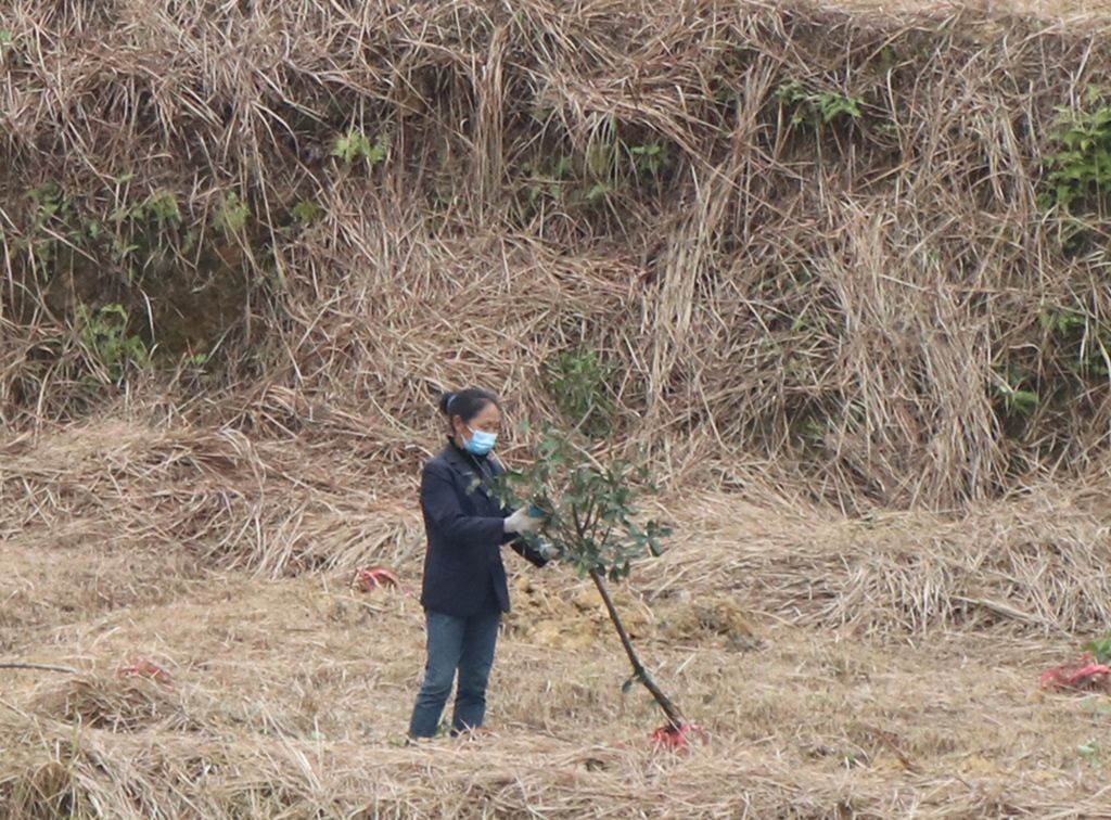 种植各类苗木10万余株 造林绿化掀起新高潮