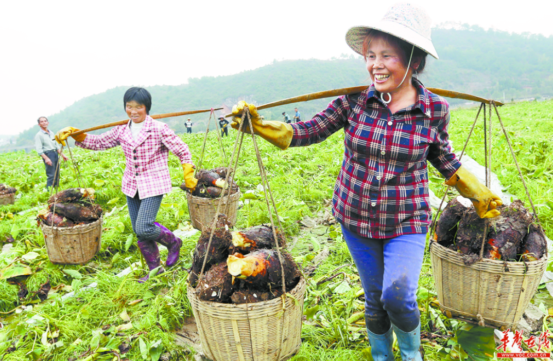 郴州临武县冬贮香芋助种植户增收4200万元