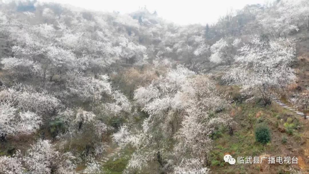 镇南：万亩野生樱花开