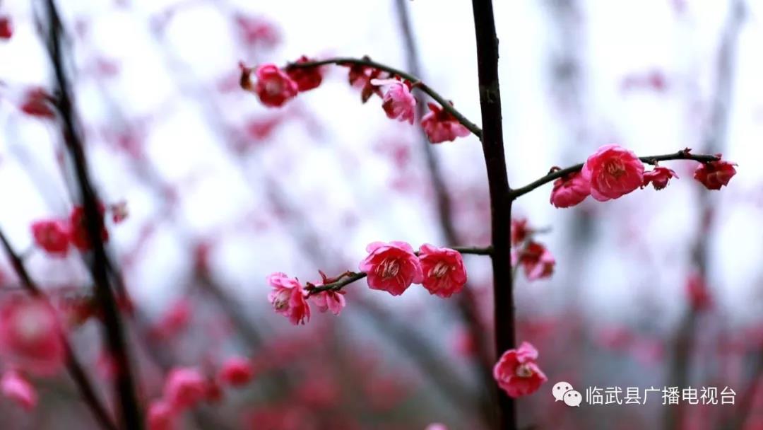朦胧细雨 梅花报春