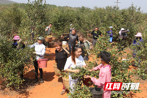 八万亩茶林茶果飘香获丰收