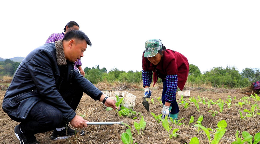 汾市镇：合作社里冬种忙