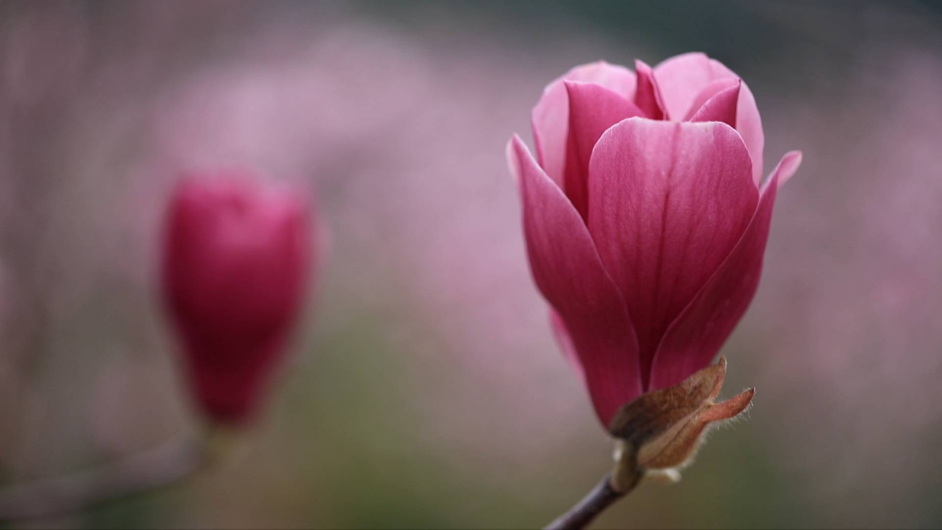 春暖花开 玉兰飘香