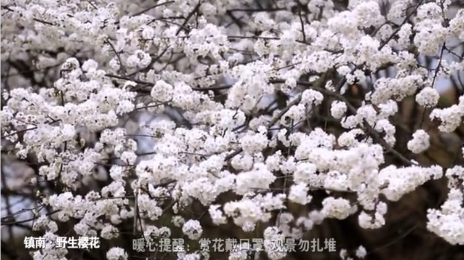 短视频｜春回大地 一起来看花团锦簇的临武