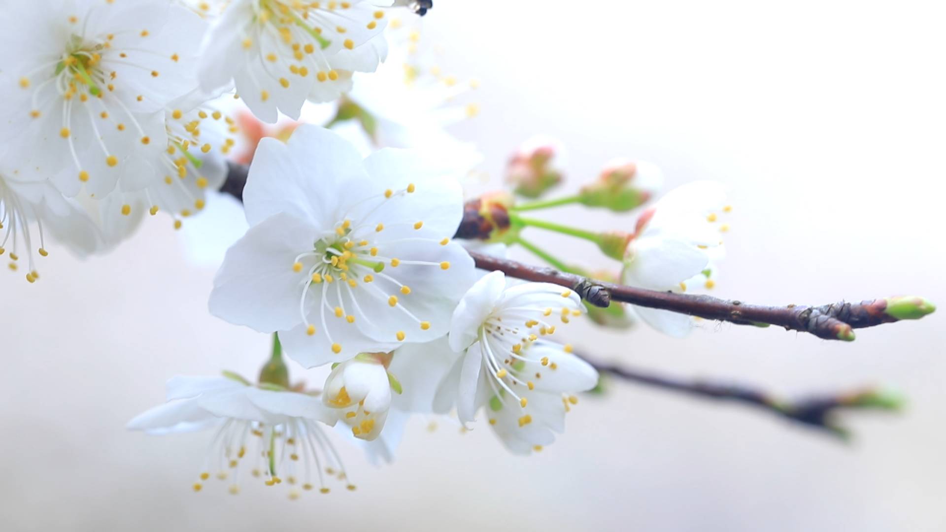 镇南：万亩野生樱花齐绽放