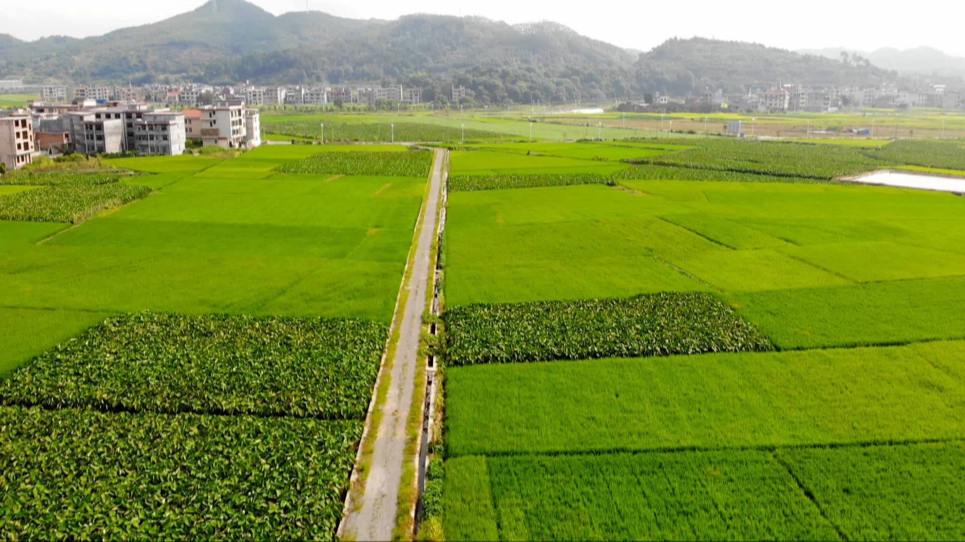 汾市,武水:特色种植业筑牢脱贫路