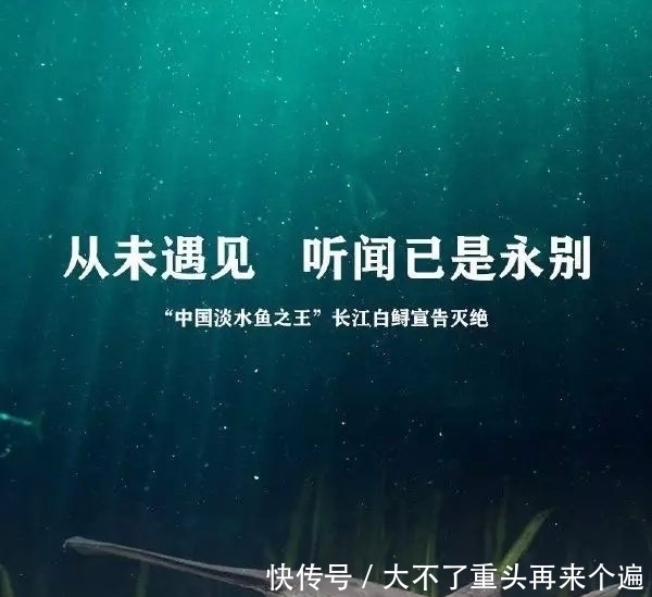 长江白鲟灭绝是最现实的警钟