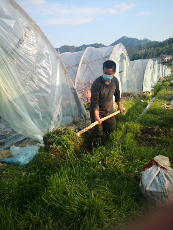 【炎陵 复工复产进行时】垄溪乡：疫情防控不松懈 春耕生产不误时