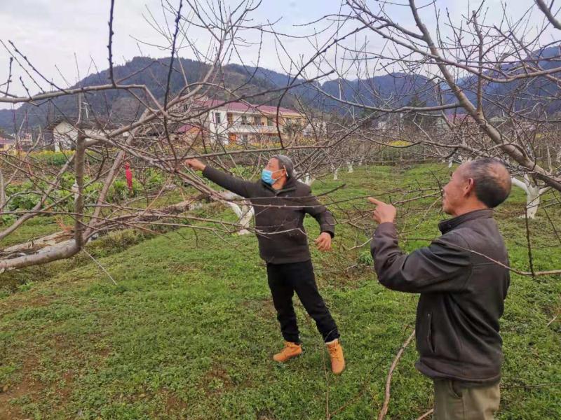 【炎陵 复工复产进行时】水口镇：防疫春耕两不误 科学生产抢农时