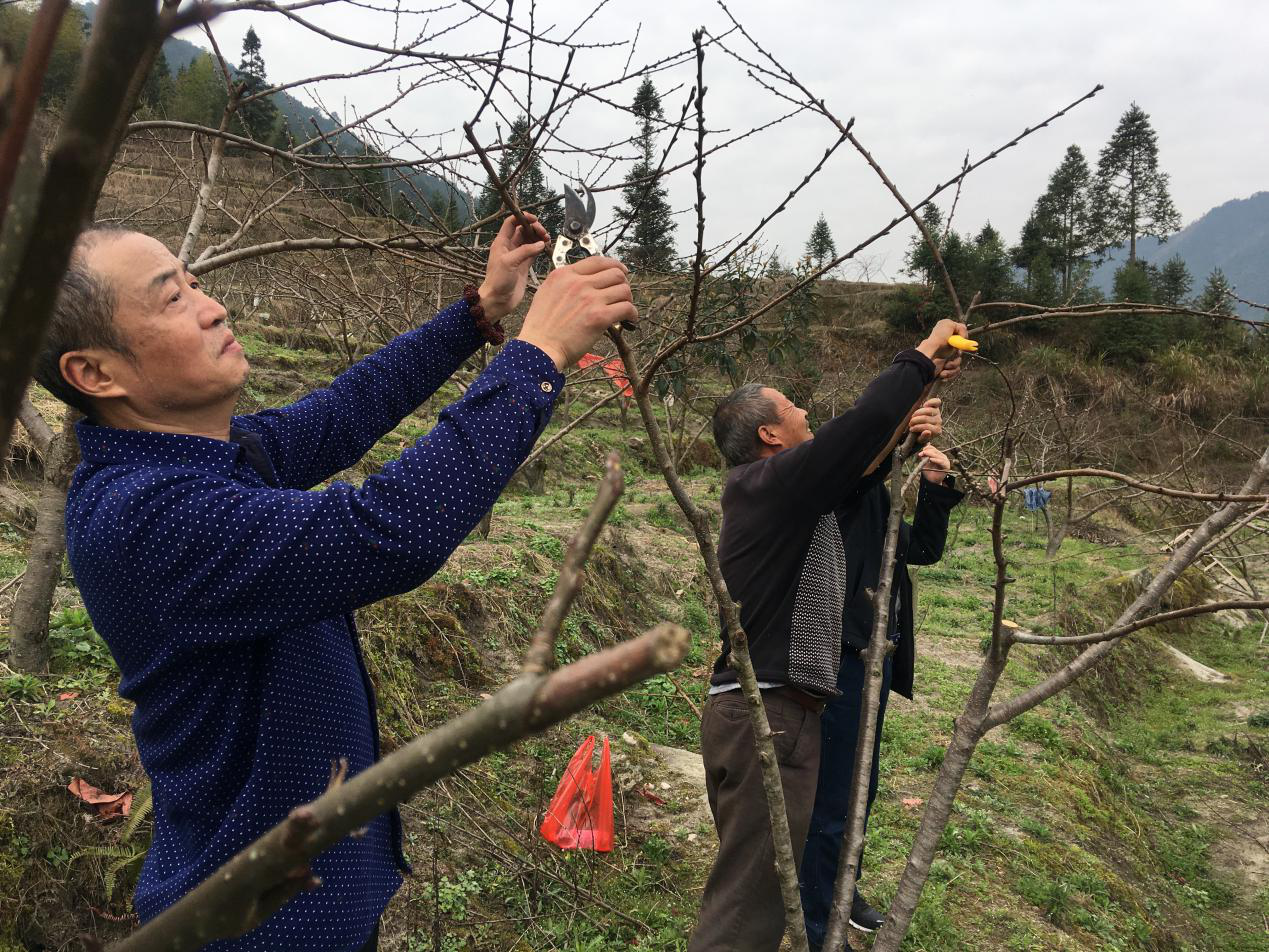 【炎陵 复工复产进行时】下村乡：“帮扶工作队+合作社”送技术入基地
