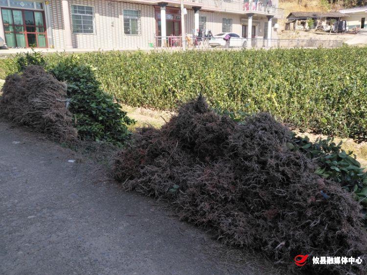 网岭镇巷口山村：线上交易销售油茶苗　疫情防控和生产两不误