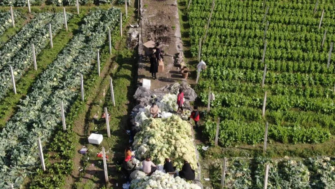 【抗击疫情 桑植在行动】桑植县下洞街村合作社捐赠四吨爱心蔬菜驰援武汉