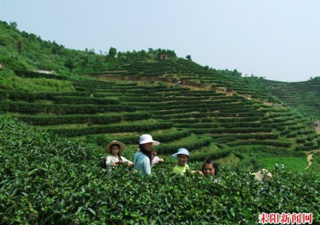 大自然的诗行——江头茶场