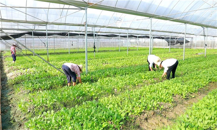 庆祝新中国成立70周年·记者走基层（1）松柏村：松柏常青村常美