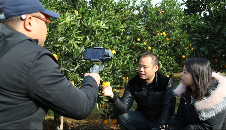 永兴县鲤鱼塘镇：网络直播  热卖冰糖橙