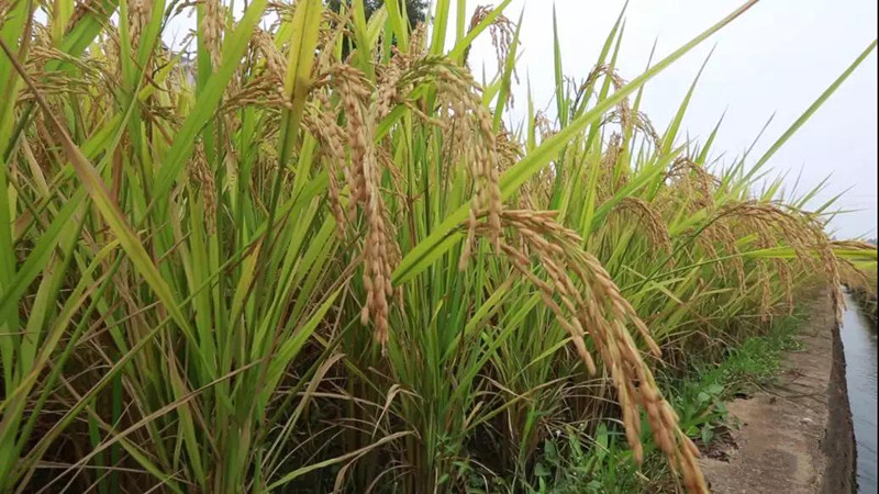  引品种+学技术 种粮大户稳产提质忙 