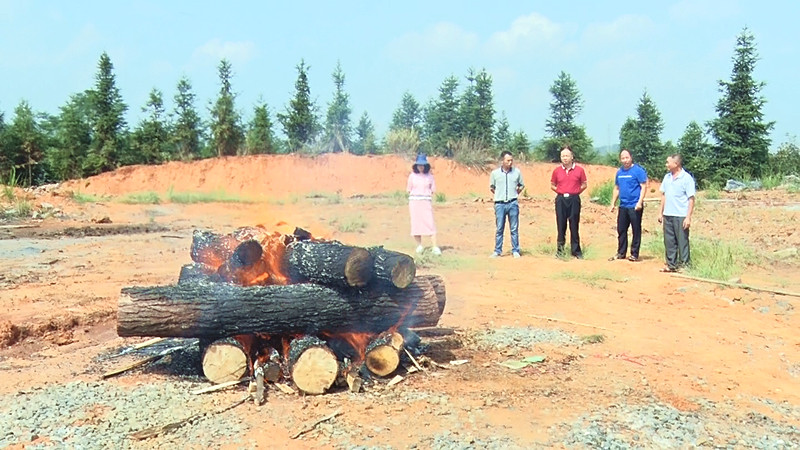 我县林业部门查处销毁一批松材线虫疫木