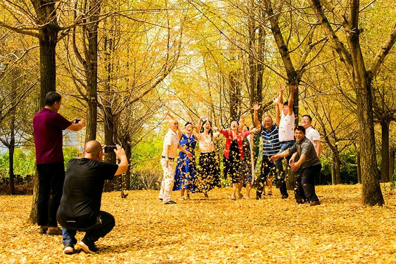 【海看桂阳】桂阳茶场：银杏泛黄 金色满园 