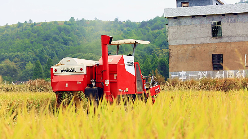 我县依托机械化发展深加工 稻谷开镰收割忙