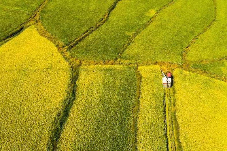 【壮丽70年.奋斗新时代】金秋十月，稻谷香！桂阳农业谱新篇 