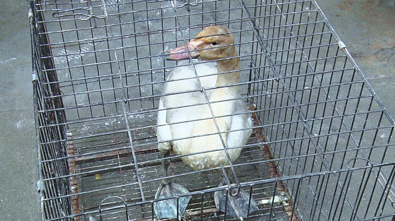 太和镇一村民发现受伤小天鹅，结果.......  