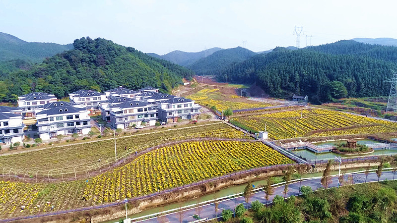 正和镇交粮口村：金丝皇菊的“美丽”经济