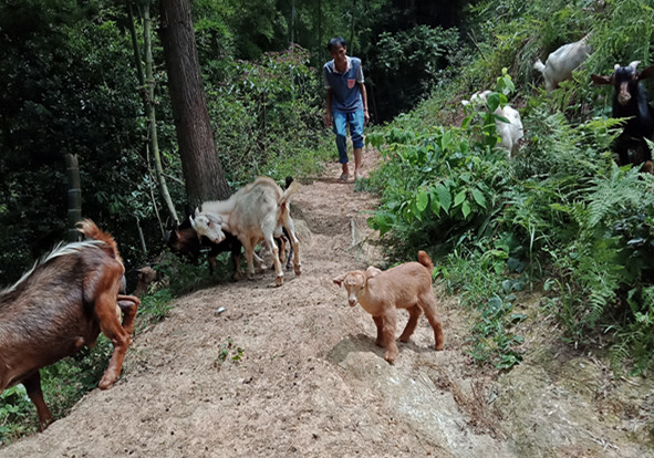 贫困户张爱平用双手撑起一个家