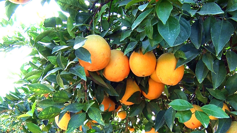 我县开展农产品质量安全行活动