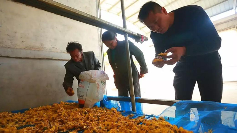 方元镇闲置烤房变“花房”