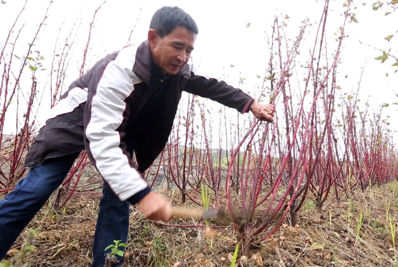 53岁老农复垦荒山  以药为引种出致富“良方”