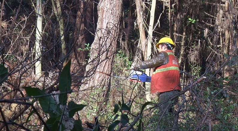  我县开展防治松材线虫病工作