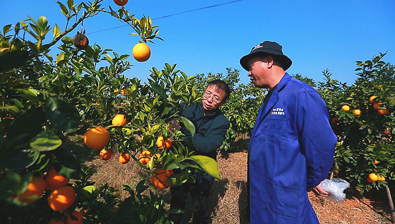 技术送到家门口  促农增产又增收