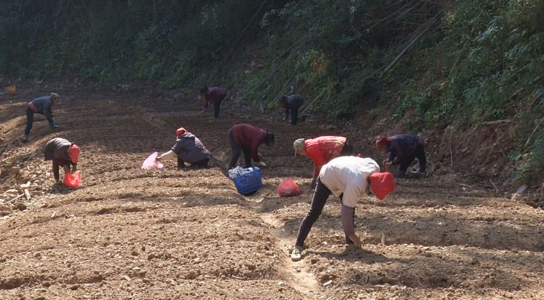 桥市乡：冬种进入扫尾阶段