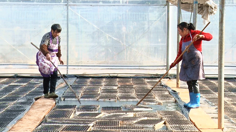  我县完成20000亩晚稻秧田和旱土烟苗的提前播种任务