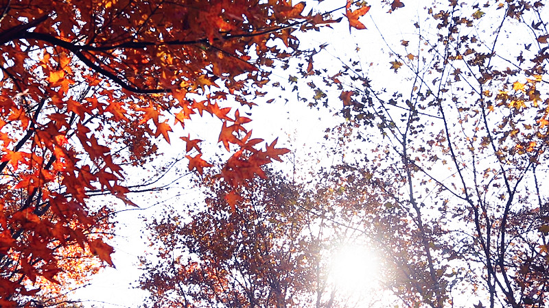 县农科所：艳阳枫叶相映红 休闲旅游好去处