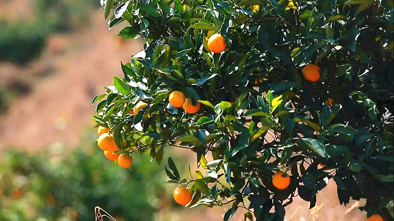 移民村里“橙”飘香