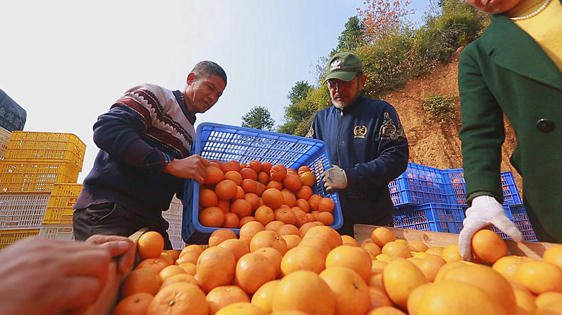 正和镇百亩玫瑰香柑成熟上市
