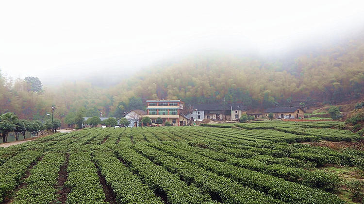 桥市乡辉山村：茶园“冬补” 忙