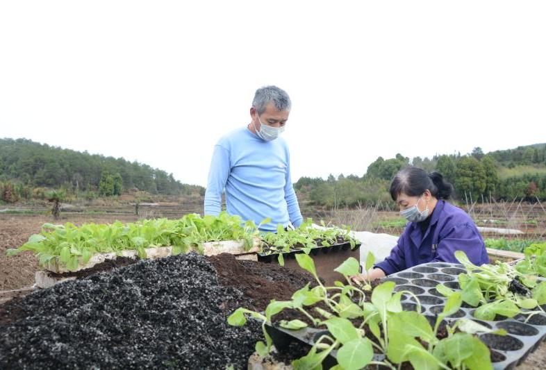 烟苗“套餐”送上门  复工防疫两不误