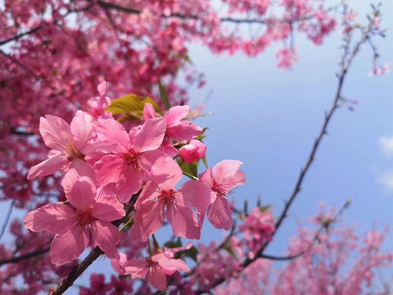 春来到  樱花俏
