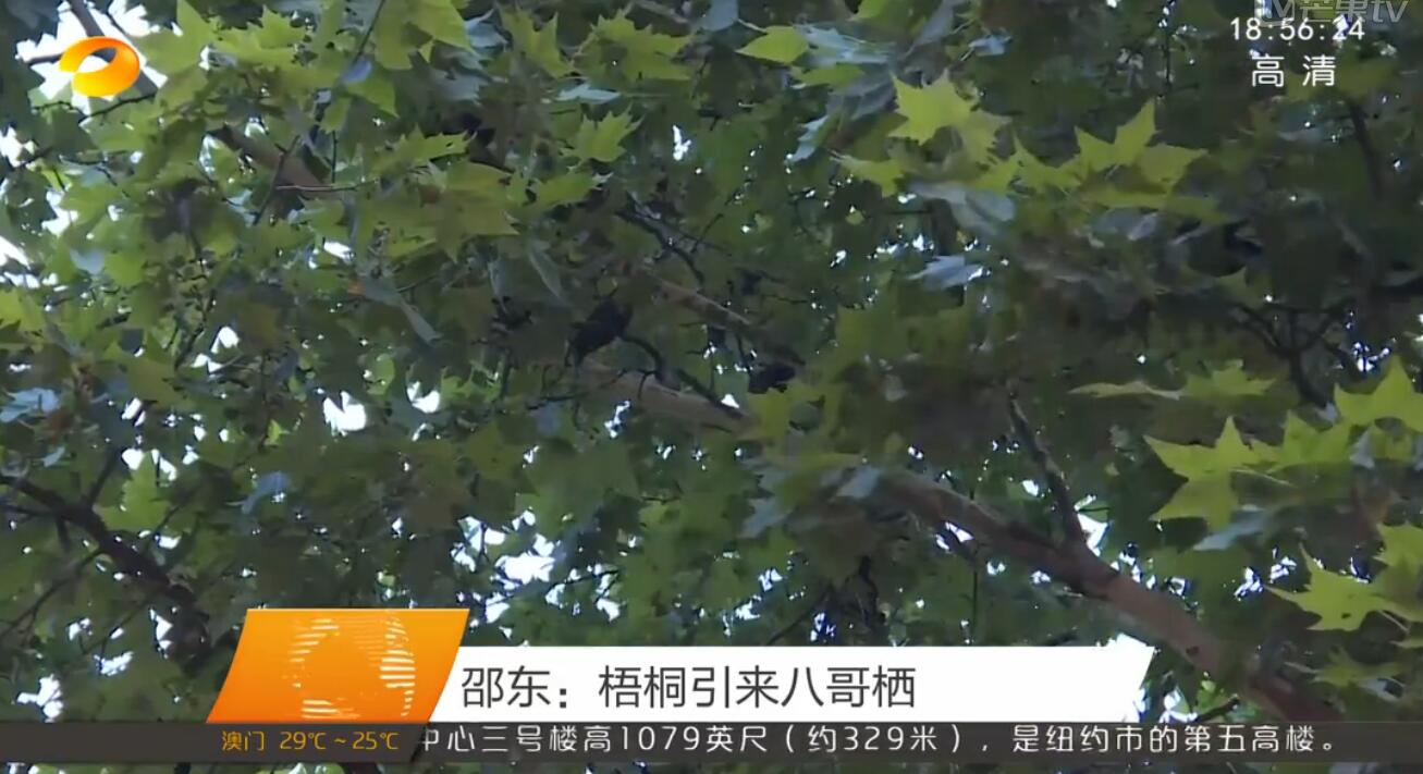 视频测试