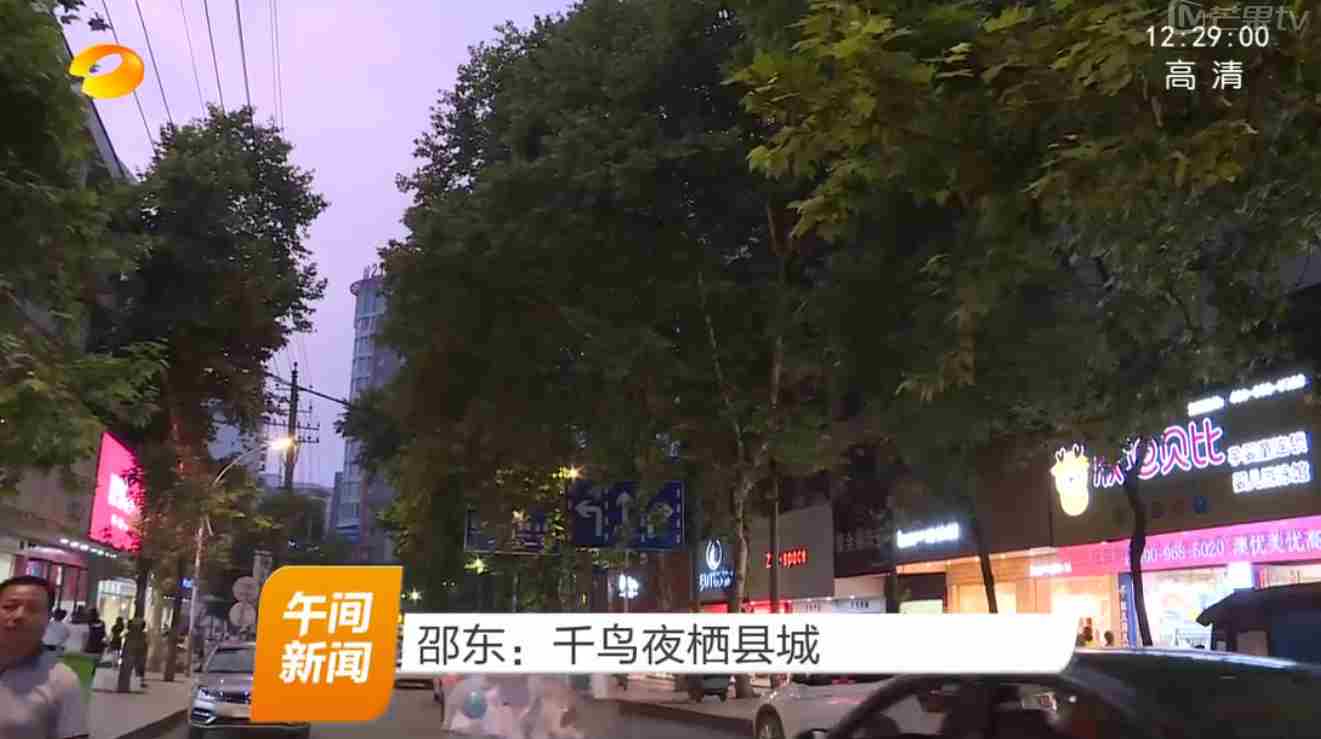 邵东：千鸟夜栖县城