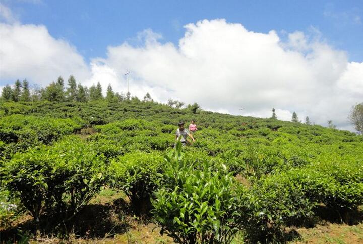 香醇油茶，几多芬芳记忆
