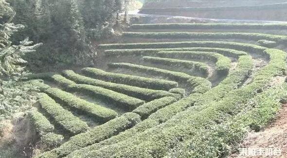 龙塘镇：打造市级“两茶”产业基地