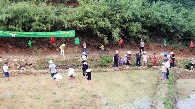 元明坳上的高山稻田“认养”扶贫会