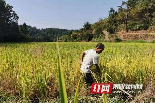 大义镇：“种粮大户”脱贫记