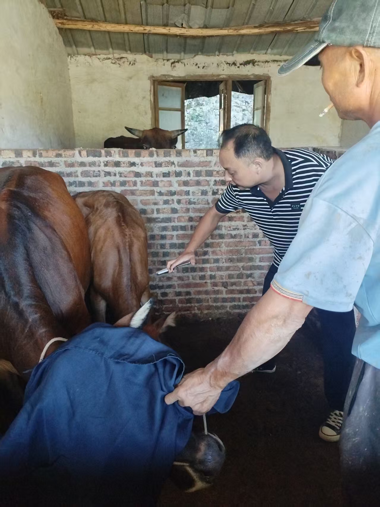 祠堂圩镇：扎实推进秋季动物防疫 筑牢畜禽养殖安全防线